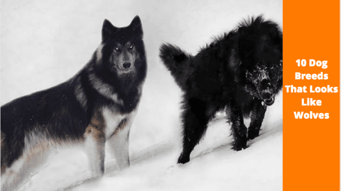 Top 10 dog breeds that looks like wolves