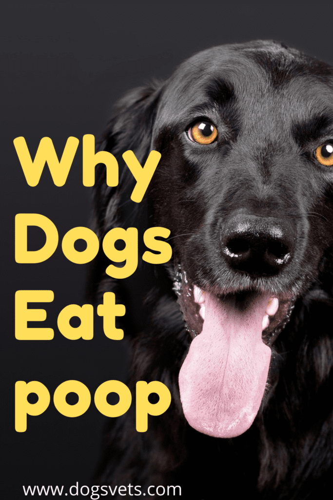 My Dog Eats Poop How Do I Clean His Mouth? How To Stop it