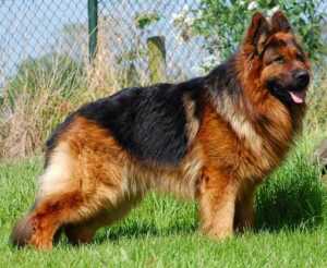 Which coat is best for German Shepherd Dog? Single Coat or Double Coat