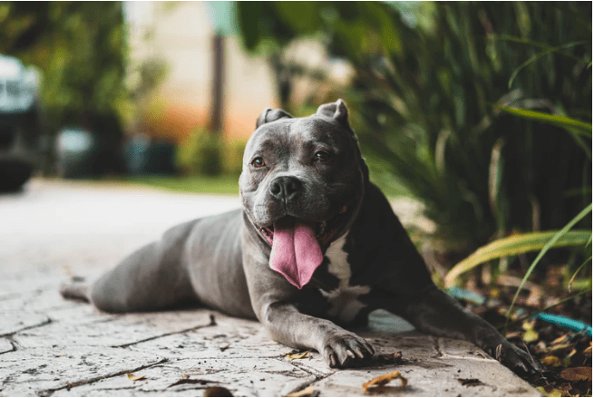 Interesting Facts About Pit Bulls 