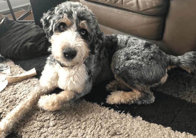 10 things to know about Poodle and German Shepherd Mix (Shepadoodle)