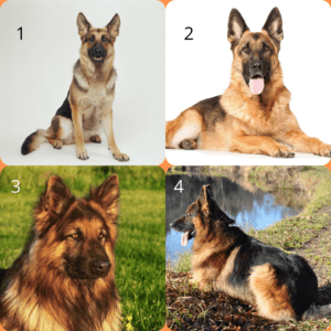 Which coat is best for German Shepherd Dog? Single Coat or Double Coat