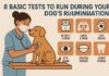 8 Basic Tests to Run During Your Dog’s Routine Examination 8 Basic Tests to Run During Your Dog's Routine Examination -