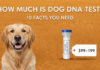 How Much Does a Dog Dna Test Cost At a Vet? 10 Things To Know How Much Does a Dog Dna Test Cost At a Vet? 10 Things To Know