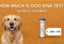 How Much Does a Dog Dna Test Cost At a Vet? 10 Things To Know How Much Does a Dog Dna Test Cost At a Vet? 10 Things To Know
