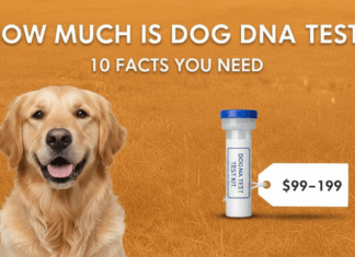 How Much Does a Dog Dna Test Cost At a Vet? 10 Things To Know How Much Does a Dog Dna Test Cost At a Vet? 10 Things To Know