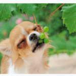Are grapes bad for dogs? My dog ate grapes and nothing happened Are grapes bad for dogs? My dog ate grapes and nothing happened