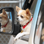 Do dogs miss their owners when they go on holiday | Dogsvets