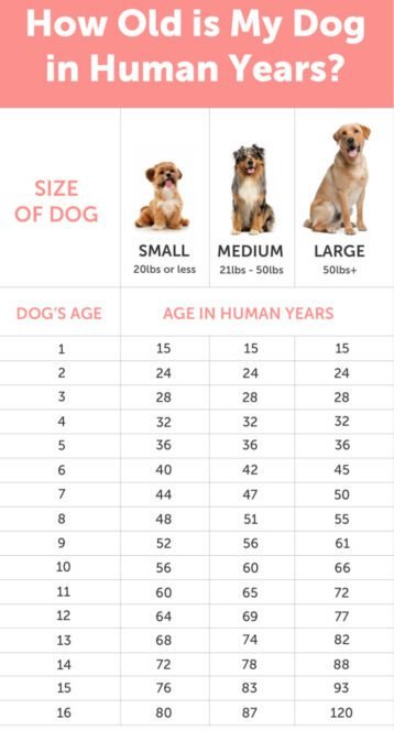 - Dogs years to human years – How can you tell how old a dog is?dog-age-chart