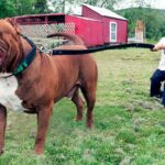 How Strong Is A Pitbull? What Dogs Can Beat A Pitbull? 10 Facts How Strong Is A Pitbull? What Dogs Can Beat A Pitbull? 10 Facts