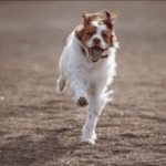 Unique Dog behaviors and What to Do About Them (Explained!)