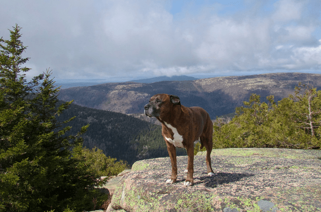 where-do-dogs-go-when-they-die-understanding-the-beliefs-and-theories