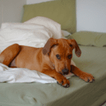 How to prevent my dog from peeing on my bed - 5 Things to Know
