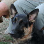 Why My German Shepherd Drooling - 1O Things You Need to Know