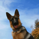 Why do German Shepherds Cry at Night – 7 Things to Know (Solutions) Why do german shepherds cry at night - 7 Things to Know (Explained)