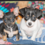 How much do teacup dogs cost? Top 8 Teacup Dog Breeds