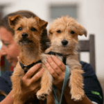 What is the best age to train a puppy? Dog Training Tips 2021