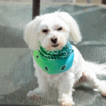 How Much Does A Maltese Dog Cost? Everything you need to know