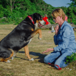 How to Address Dog Aggression Safely and Effectively How to Address Dog Aggression Safely and Effectively