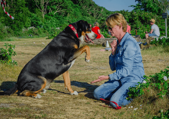 How to Address Dog Aggression Safely and Effectively