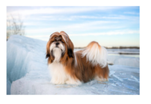 Top 7 Interesting Facts to Know About Shih Tzu Top 7 Interesting Facts to Know About Shih Tzu