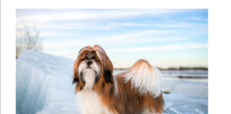 Top 7 Interesting Facts to Know About Shih Tzu Top 7 Interesting Facts to Know About Shih Tzu