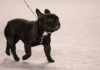 The French Bulldog Puppies: Everything You Need to Know The French Bulldog Puppies: Everything You Need to Know