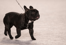 The French Bulldog Puppies: Everything You Need to Know The French Bulldog Puppies: Everything You Need to Know