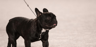The French Bulldog Puppies: Everything You Need to Know The French Bulldog Puppies: Everything You Need to Know