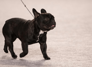 The French Bulldog Puppies: Everything You Need to Know