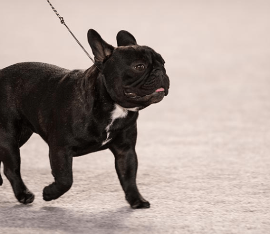 The French Bulldog Puppies: Everything You Need to Know The French Bulldog Puppies: Everything You Need to Know