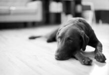 How CBD Oil for Dogs Can Ease Separation Anxiety How CBD Oil for Dogs Can Ease Separation Anxiety