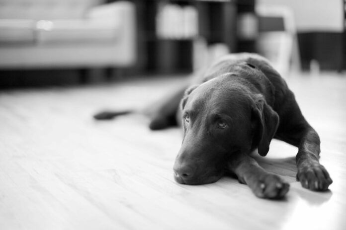 How CBD Oil for Dogs Can Ease Separation Anxiety