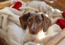 Pet’s Home Proves to be a Real Heaven Pet’s Home Proves to be a Real Heaven