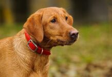 What color Labrador is most popular? 7 Fox Red Labrador Retrievers Tips What color Labrador is most popular? 7 Fox Red Labrador Retrievers