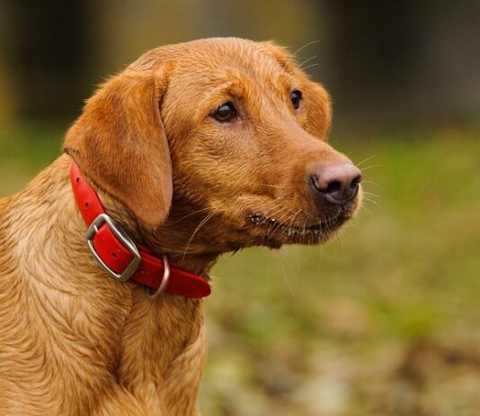 What color Labrador is most popular? 7 Fox Red Labrador Retrievers Tips What color Labrador is most popular? 7 Fox Red Labrador Retrievers