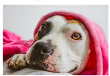 5 Vet Recommended Tips For Ensuring Proper Pitbull Development 5 Vet Recommended Tips For Ensuring Proper Pitbull Development