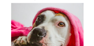 5 Vet Recommended Tips For Ensuring Proper Pitbull Development 5 Vet Recommended Tips For Ensuring Proper Pitbull Development