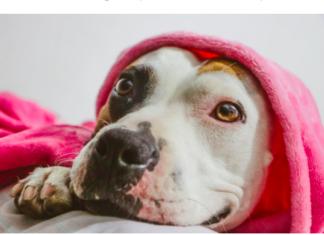 5 Vet Recommended Tips For Ensuring Proper Pitbull Development 5 Vet Recommended Tips For Ensuring Proper Pitbull Development