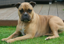 Top 15 Least intelligent Dog Breeds 2021: Everything you need to know Top 15 Least intelligent Dog Breeds 2021: Everything you need to know