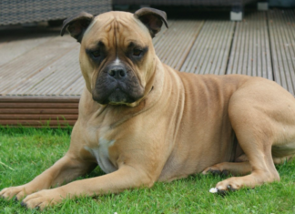 Top 15 Least intelligent Dog Breeds 2021: Everything you need to know