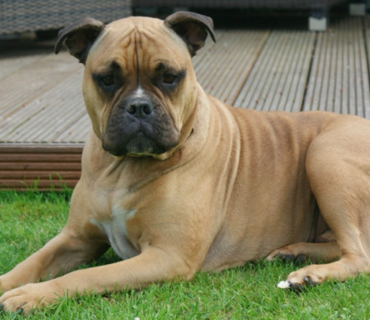 Top 15 Least intelligent Dog Breeds 2021: Everything you need to know Top 15 Least intelligent Dog Breeds 2021: Everything you need to know