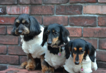 Find Free Chihuahua Puppies on Craigslist: 3 Things You Need to Know Find Free Chihuahua Puppies on Craigslist: 3 Things You Need to Know