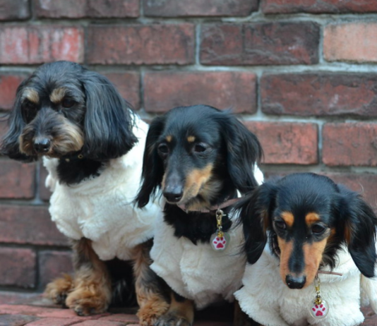 Find Free Chihuahua Puppies on Craigslist: 3 Things You Need to Know Find Free Chihuahua Puppies on Craigslist: 3 Things You Need to Know