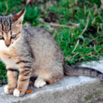 How to Make Your Cat Feel at Home Wherever You are Away – (Explained) How to Make Your Cat Feel at Home Wherever You are Away - (Explained)