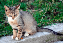 How to Make Your Cat Feel at Home Wherever You are Away – (Explained) How to Make Your Cat Feel at Home Wherever You are Away - (Explained)