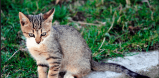 How to Make Your Cat Feel at Home Wherever You are Away – (Explained) How to Make Your Cat Feel at Home Wherever You are Away - (Explained)