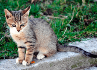 How to Make Your Cat Feel at Home Wherever You are Away - (Explained)