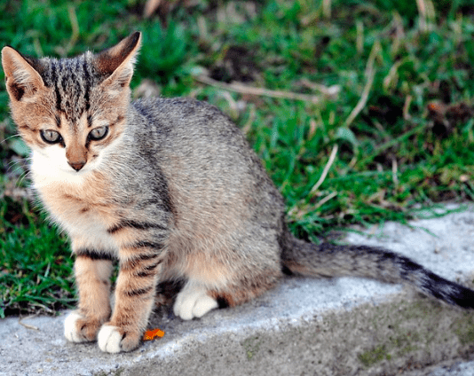 How to Make Your Cat Feel at Home Wherever You are Away – (Explained) How to Make Your Cat Feel at Home Wherever You are Away - (Explained)