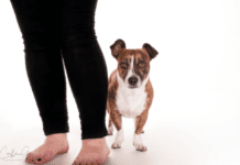 Why are dogs scared of vacuum cleaners? 5 Household items dogs are afraid of Why are dogs scared of vacuum cleaners? 7 Household items dogs are afraid of